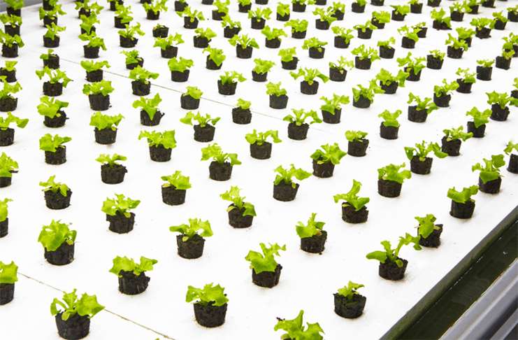 Firma gıda sıkıntısına alternatif çare olmayı planlıyor
