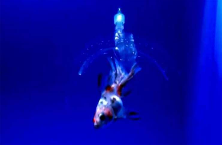 Saydam jelden üretilen robotlar suyun içerisinde gezebiliyor