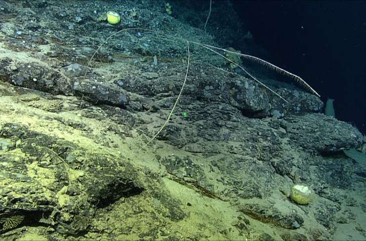 Kanadalı araştırmacılar, Kuzey Atlantik Okyanusunda et ile beslenen yeni bir sünger türü keşfettiler.