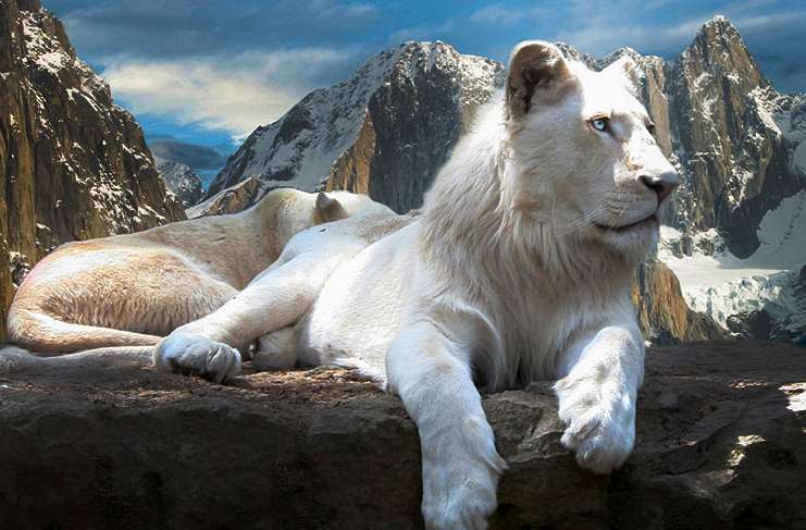 Albino hastalığı neden kaynaklanır?