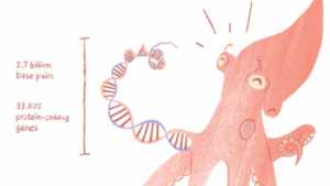 Ahtapot Genomu: Bir uzaylı değil ancak Darvinizme göre hala büyük bir sorun