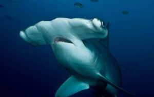 360° kamera çekiminde büyük çekiç kafa köpekbalığı ile buluşma