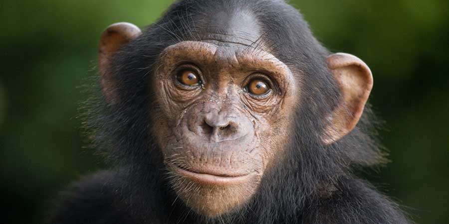 Araştırma bulguları şempanzenin insanlara karşı ne kadar duyarlı olduklarını gösteriyor