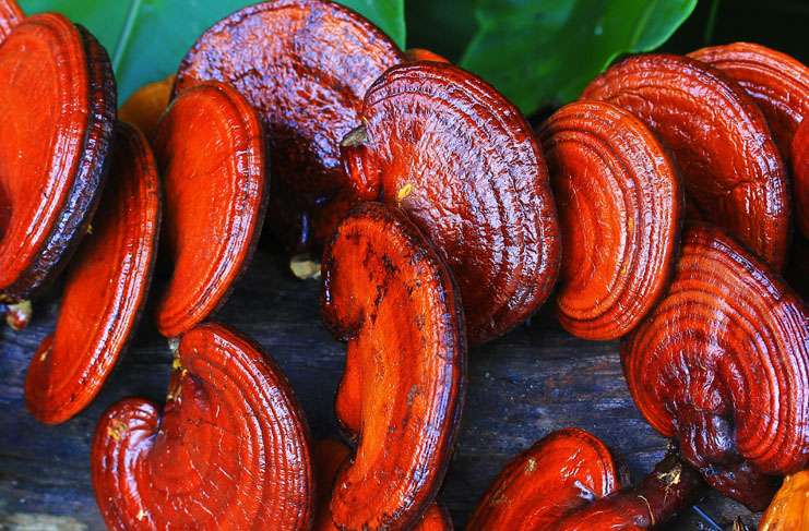 Reishi mantarı sağlık mı ölüm mü saçıyor?