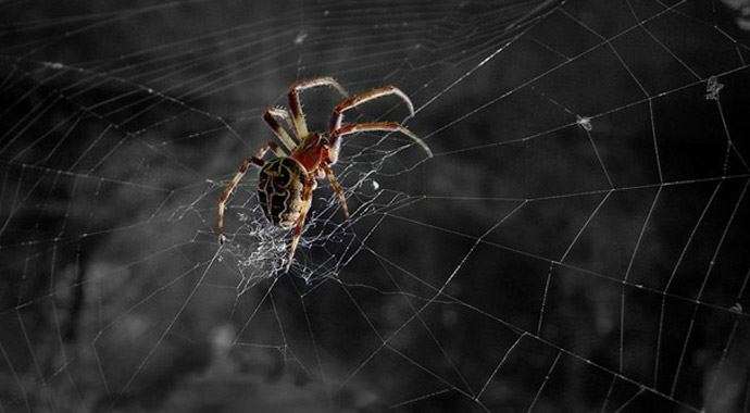 İpek örümcek ağı tedavisi sinir sistemi rahatsızlıklarına umut ışığı yaktı